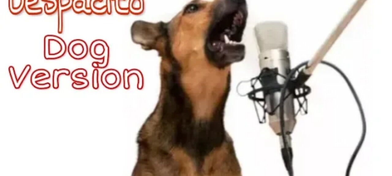 Despacito Song ( Dog Sound