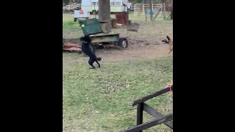 Double Midair catch by Malinois and standard poodle