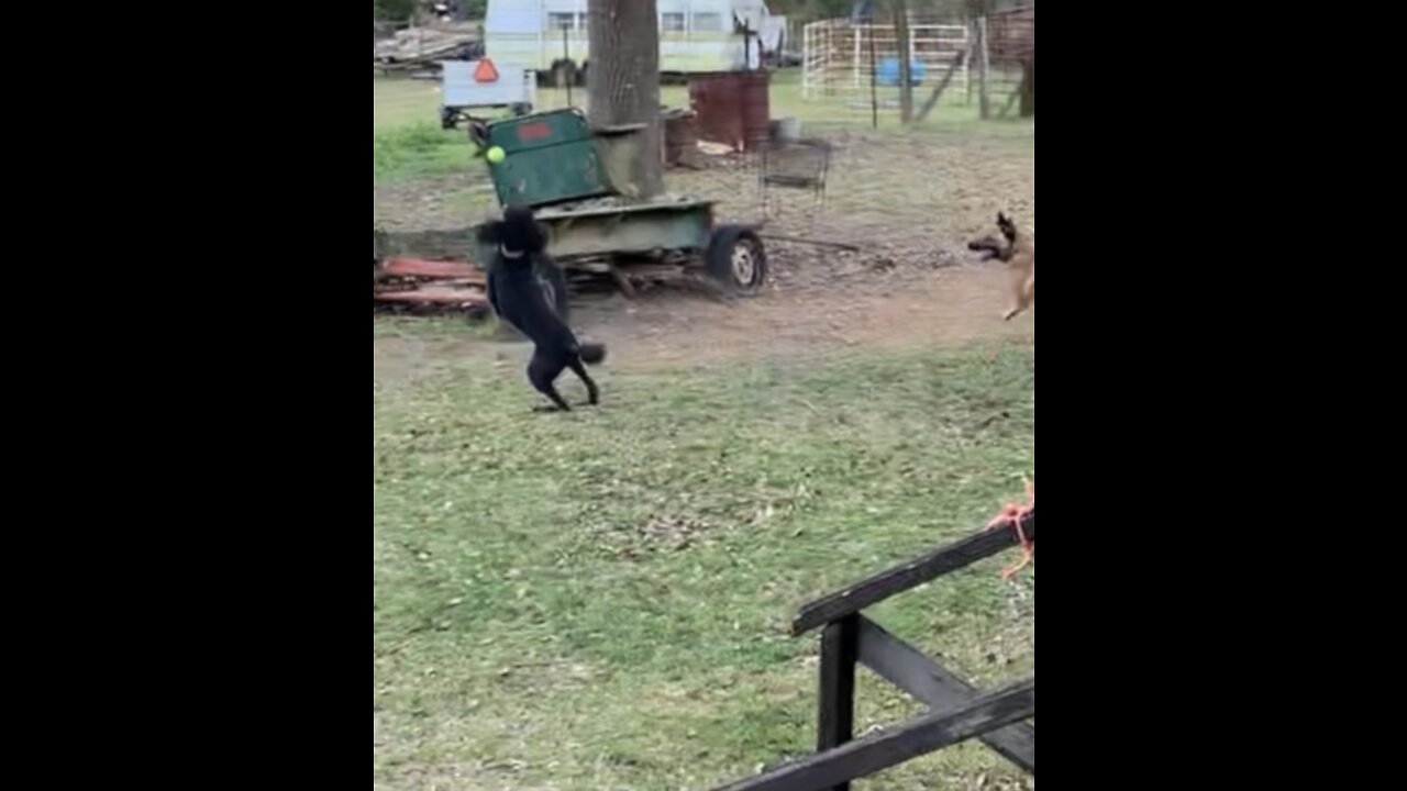 Double Midair catch by Malinois and standard poodle