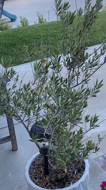 Lovely Olive 🫒 Tree