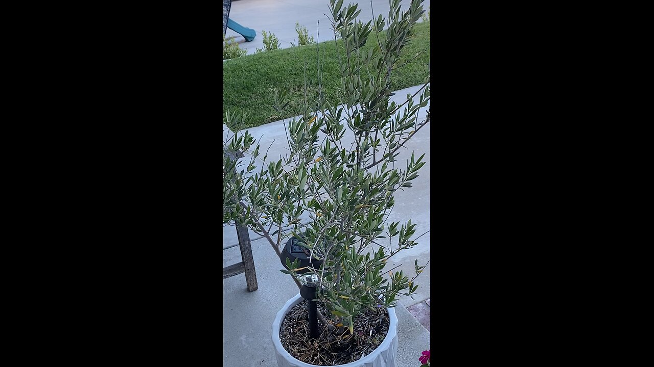 Lovely Olive 🫒 Tree