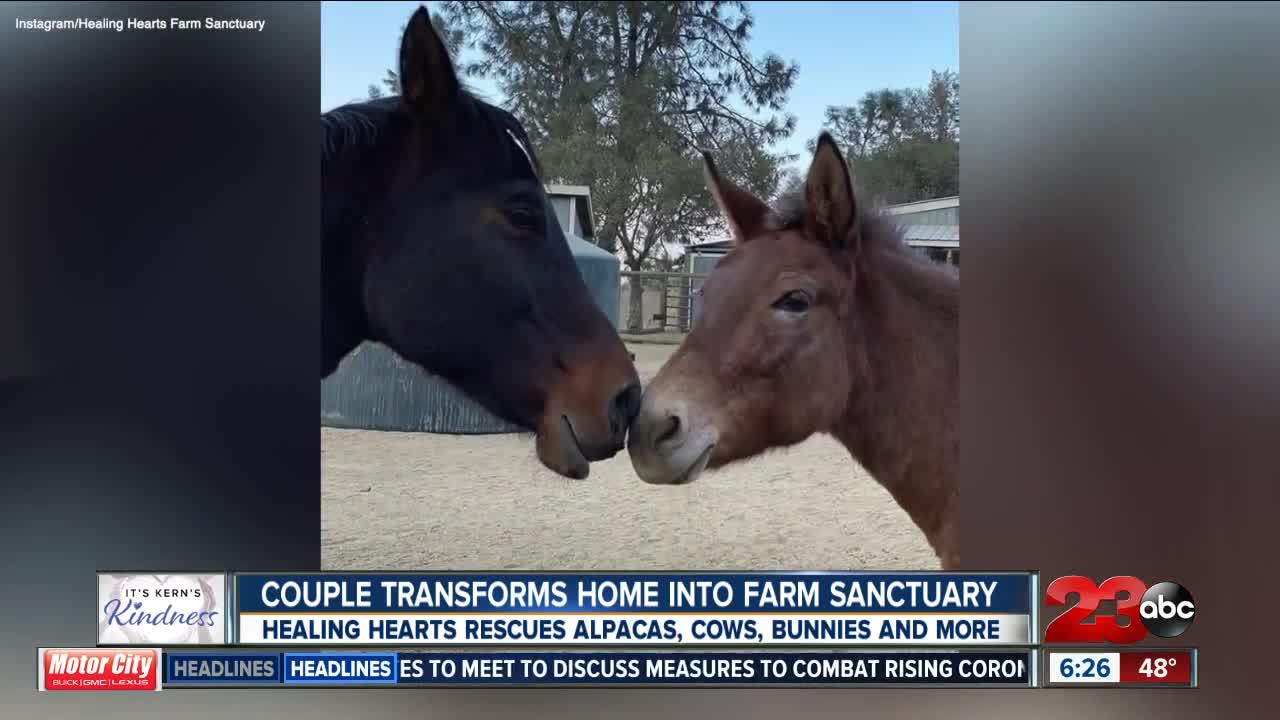 Couple transforms home into farm sanctuary