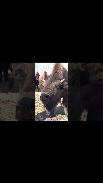 This is Incredible... #animalshorts #animals