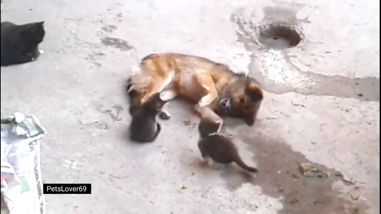 Cat Takes Her Kittens To Meet An Old Friend