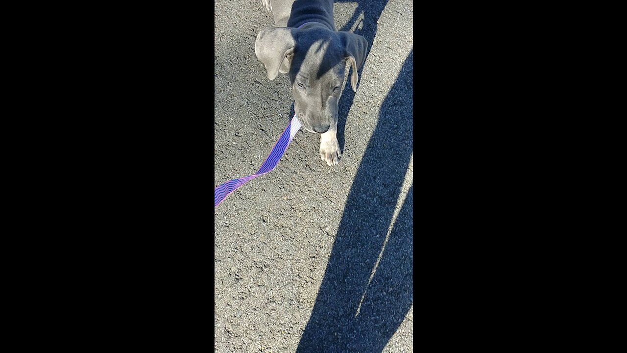 First Walk on a Leash