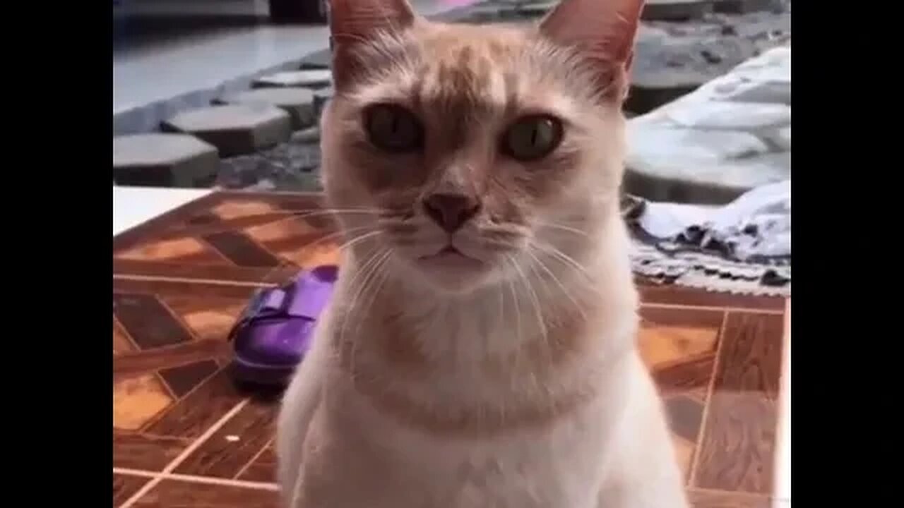 PLAYING CAT VIDEO MEAWWW
