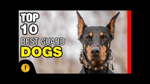 TOP 10 BEST GUARD DOG BREEDS YOU NEVER SEEN