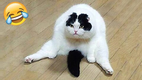 Cute cat funny animals video 😍😺😂