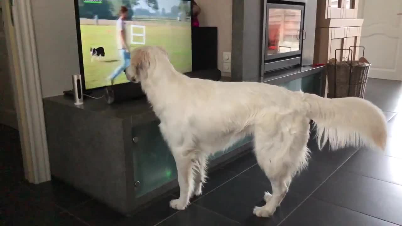 Golden Retriever Wants To Play With Dog On Tv