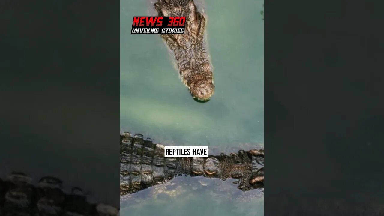 Dozens of crocodiles in China escape during floods