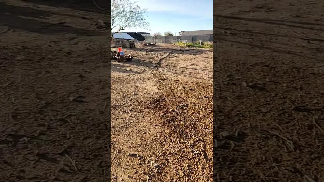 Nubian Goats and Chickens are fed and happy!