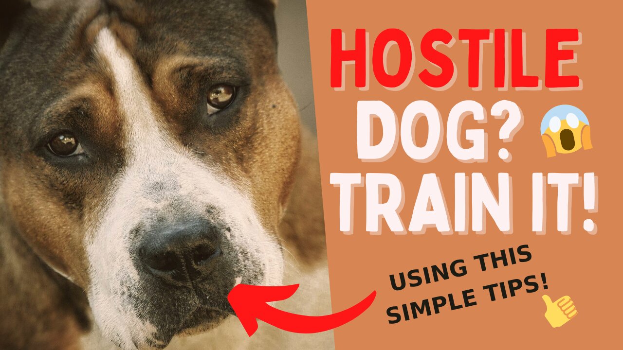 🐕🦺 How to train your dog to become aggressive 💥 - Full Compilation! ✅