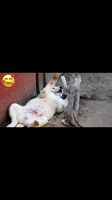 Funny Cats And Dogs Videos 😂 #1 - Best Funniest Animal Videos 2023 😅