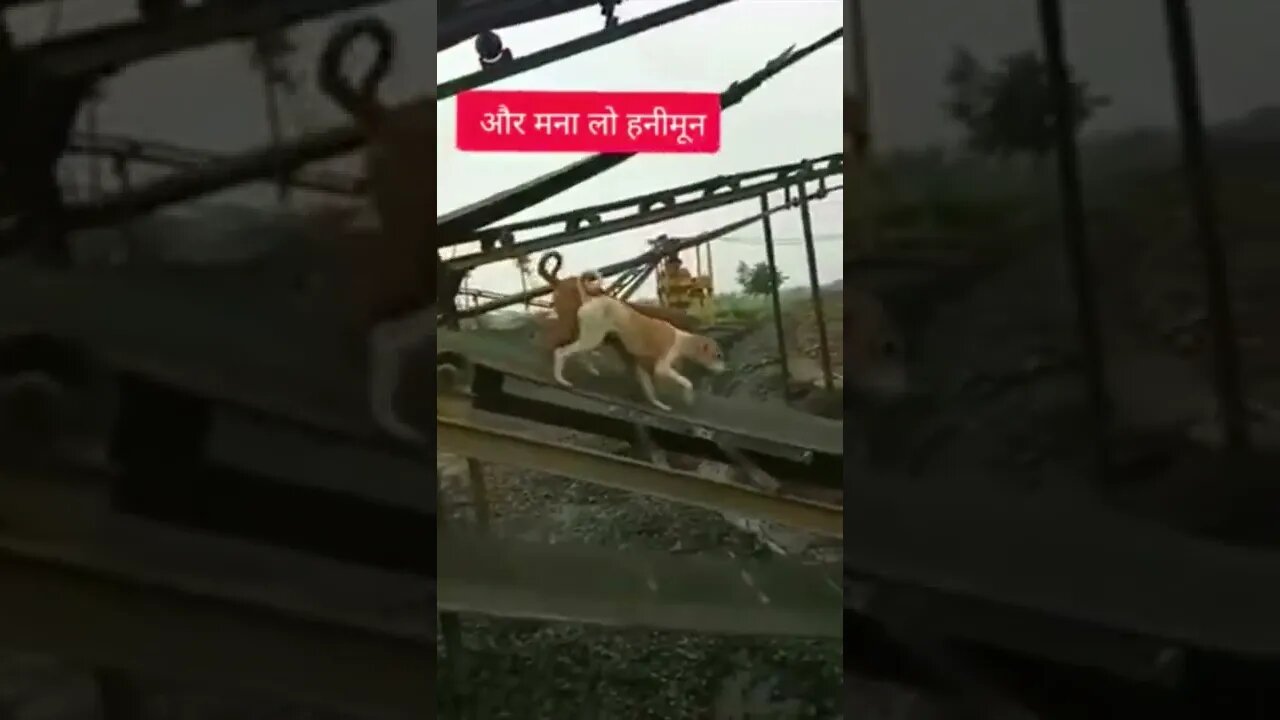 Dog Very Trumbull 🥳🥳😱🤯🤯🤩🤩🤩