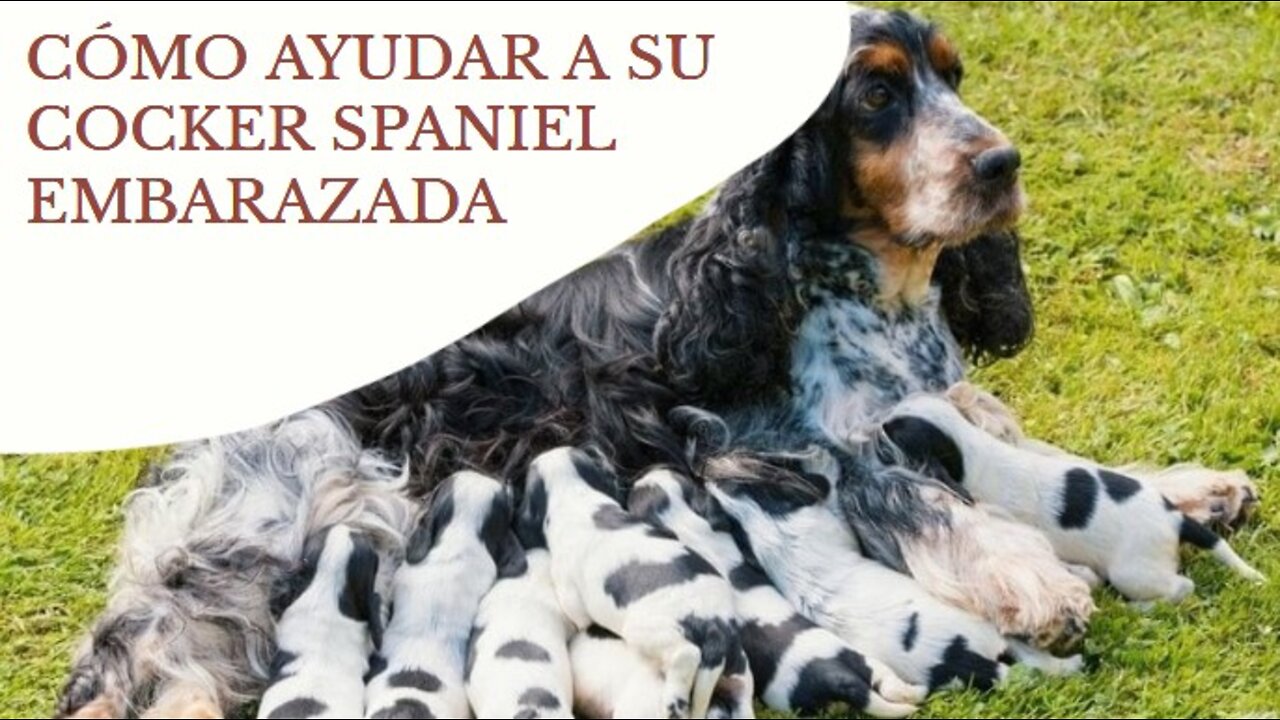 Que hacer cuando su Cocker Spaniel pare, como ayudar, que tiempo esperar, ect
