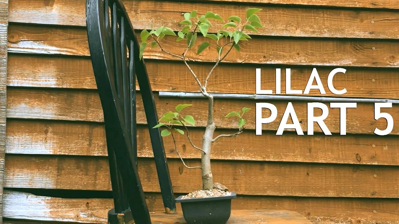 Lilac Bonsai, part 5