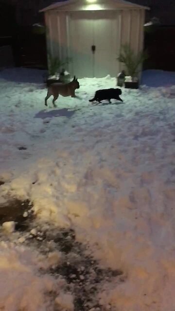 Frenchie busts out hilarious dance moves to try and impress cat