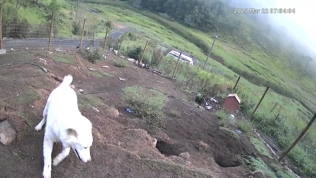 Hilarious maremma pup 🤣❤️