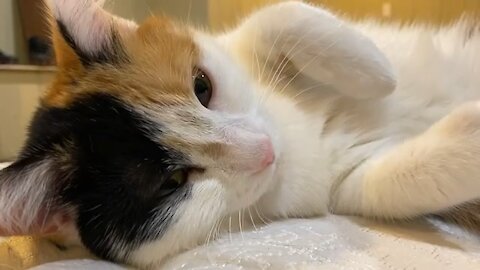 Kitty Pie being Adorable