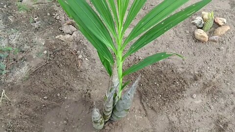 Encontrei essa planta em mato fechado aqui no sertão da Bahia você sabe o nome?