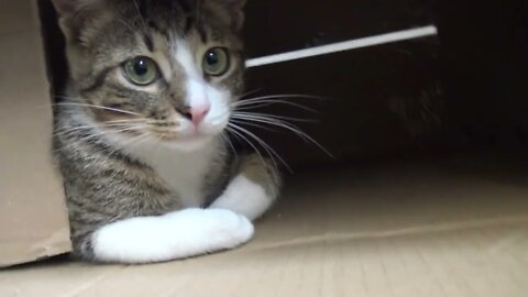 Cute Small Cat Likes to Hide in a Box