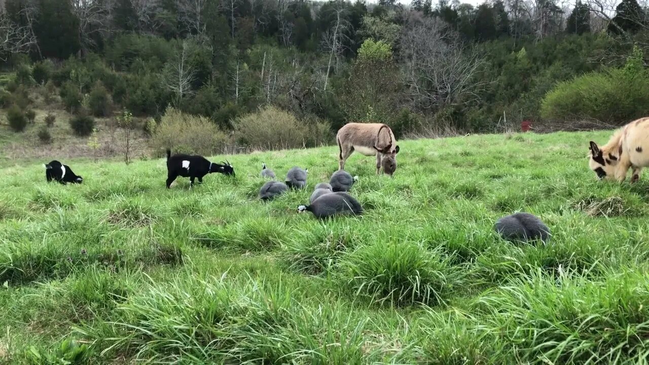 In the field with the Guineas Goats and Donkeys