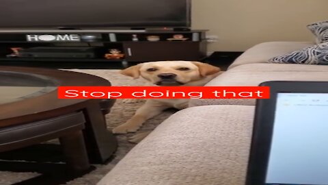 Dog Hates it When Disturbed During Sleeping