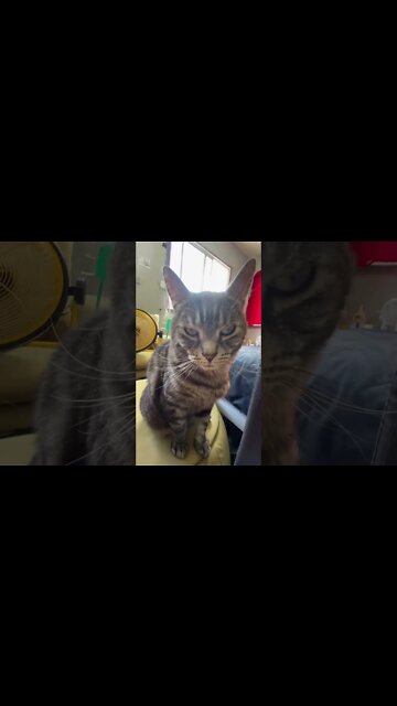 Unimpressed cat 🐈‍⬛