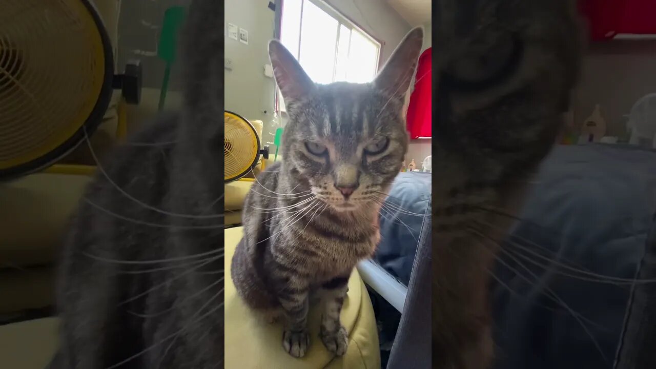 Unimpressed cat 🐈⬛
