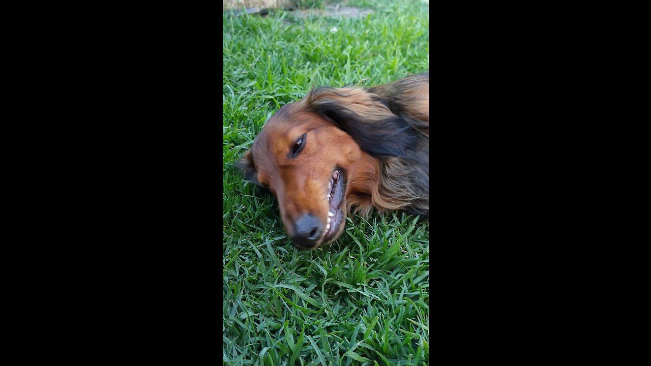 Braxton the Sausage and his tiny stick