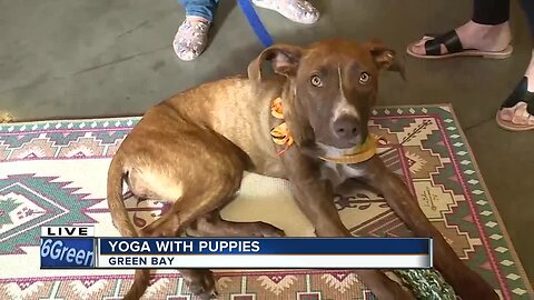 Gather on Broadway hosts yoga with puppies to benefit Misfit Mutts Dog Rescue