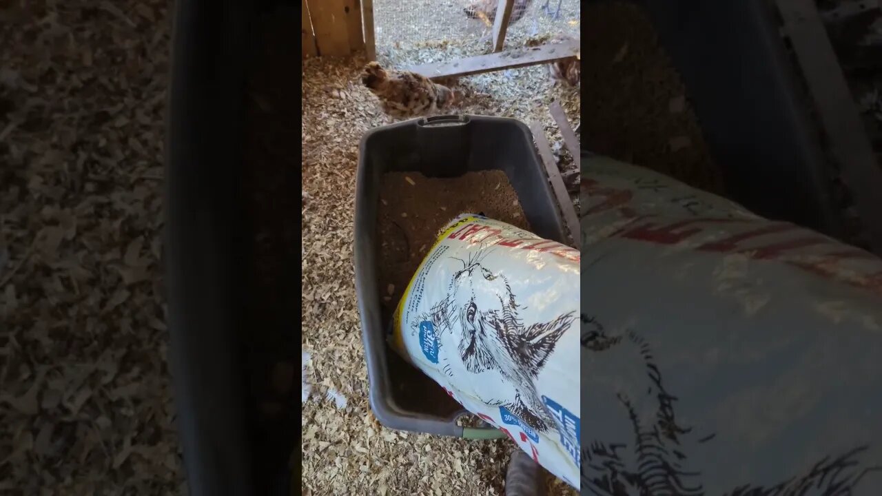 Feed YOUR Chickens Cat Food! They will lay more eggs.