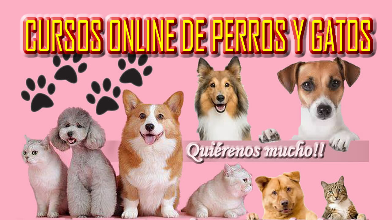 COMO GANAR DINERO💰 CON UN CURSO🔥 DE PERROS🐶 Y GATOS😺