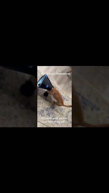 Norman and his conehead #hedgehogshomestead