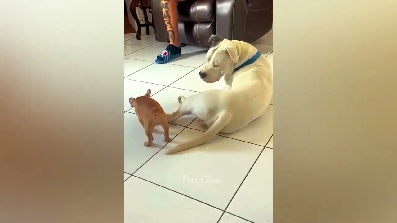 Funniest Animals 2023