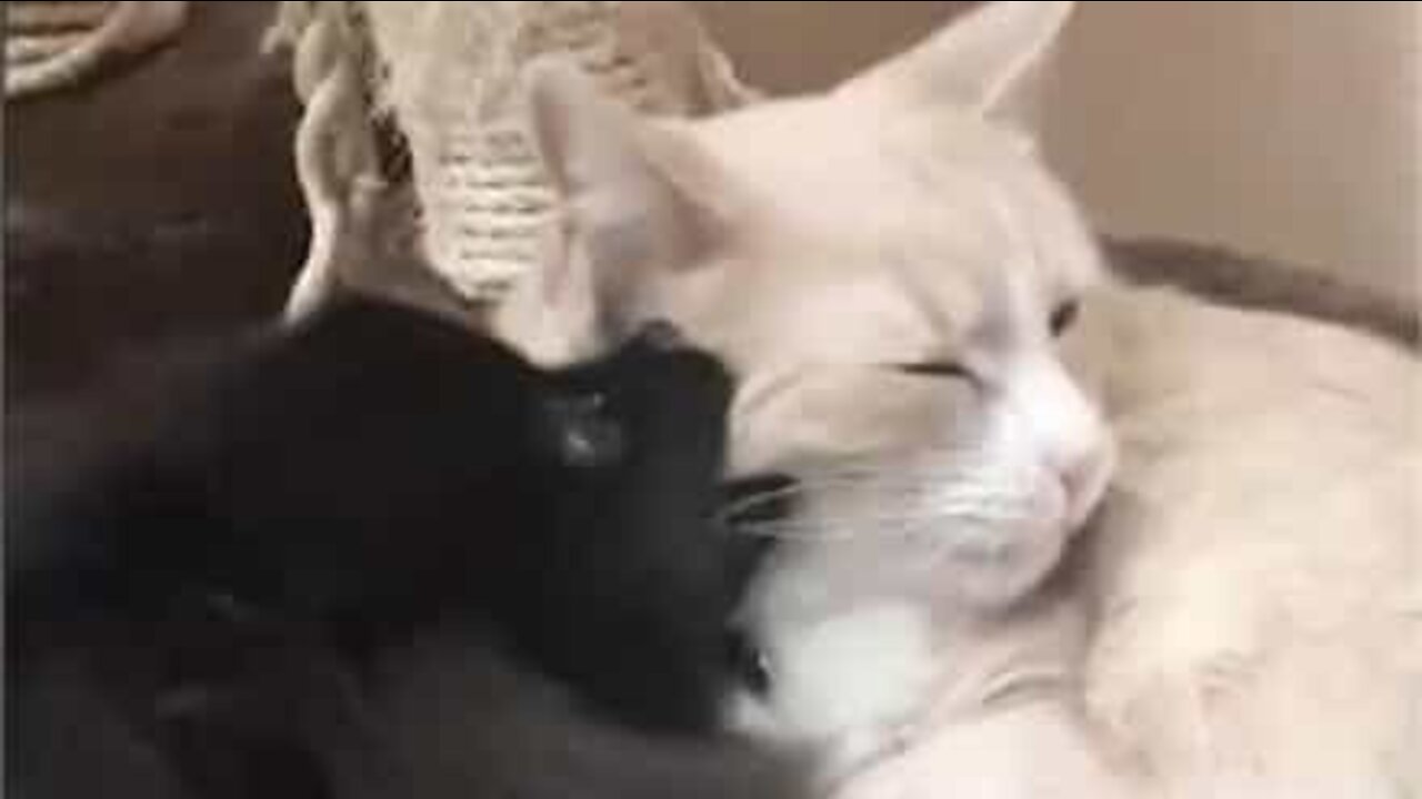 Playful dog tests sleepy cat's patience