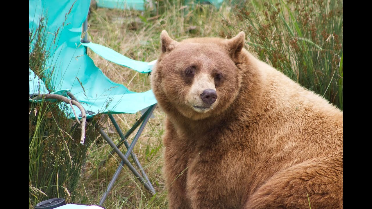 Black bears react to mock camping scene at Oakland Zoo