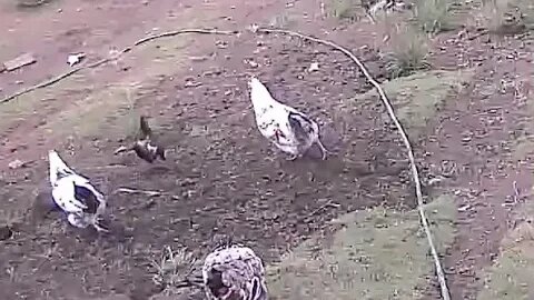Farm cameras monitoring chickens