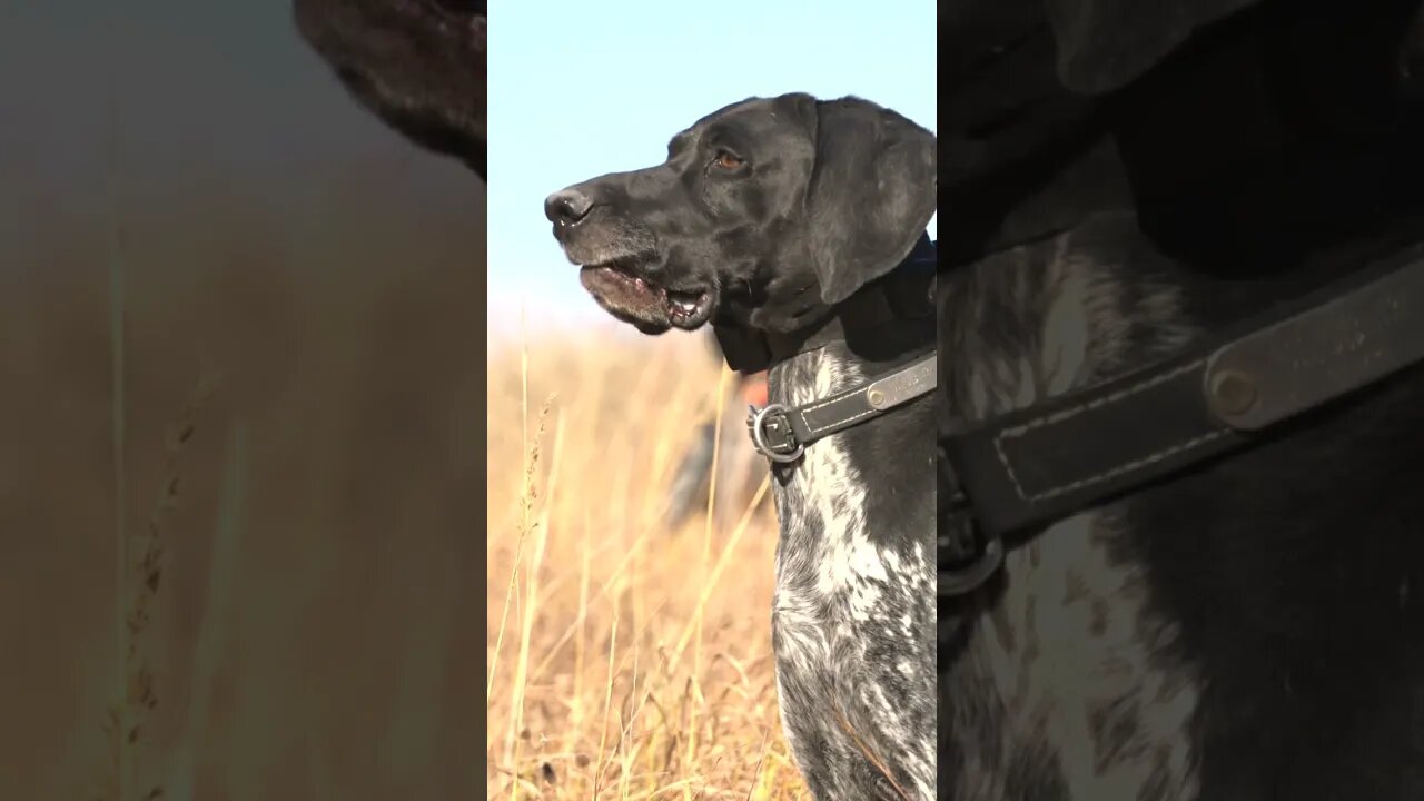 Upland Bird Dog Training Day!