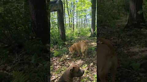 Dogs Check Out New Path I Made With Small Sickle #nature #pets #shorts #offgrid #dogs #hiking