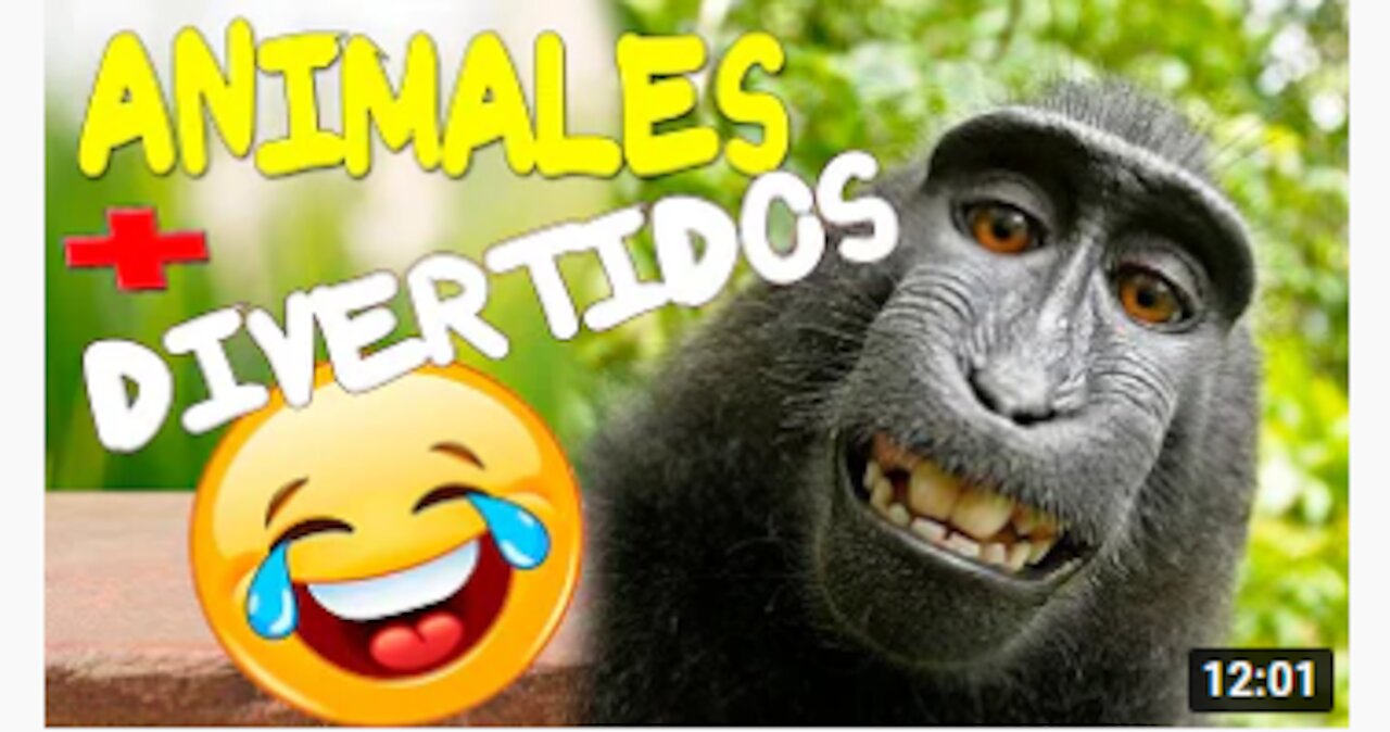 Animales Graciosos