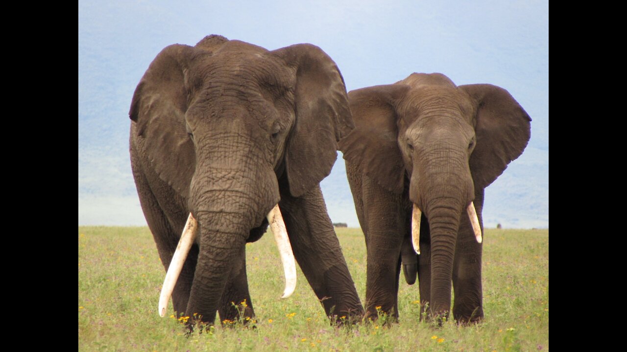 Elephants Quenching Their Thirst # Love.