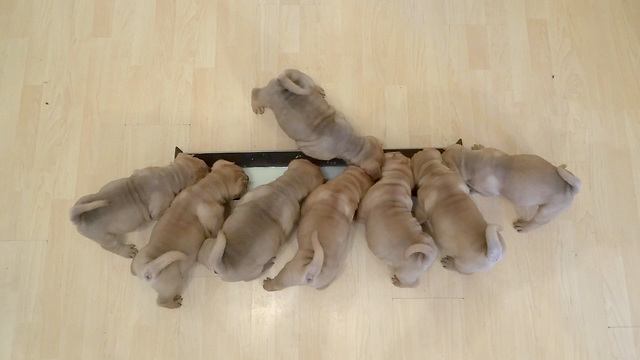 Shar Pei Puppies Drink A Whole Gallon Of Milk In Only Two Minutes