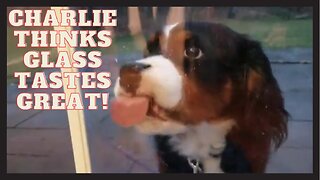 Charlie thinks glass tastes great!