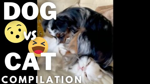 Dogs vs Cats Compilation - Adorable Frenemies