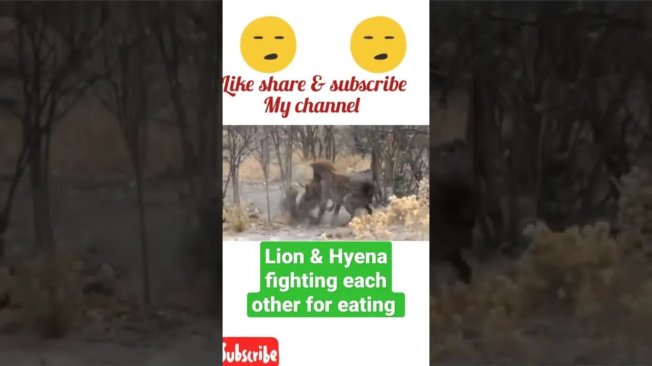 Lion & Hyena fighting each other for eating $ #shorts #youtubeshorts