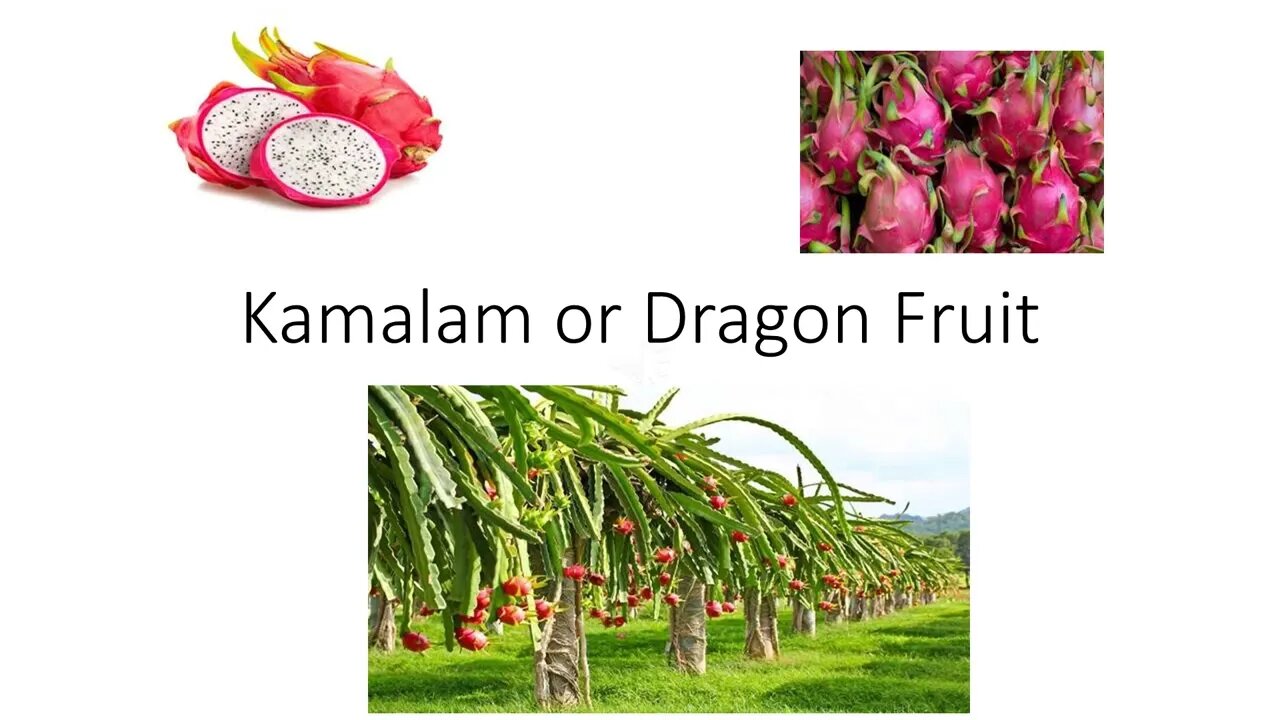 Kamalam or Dragon Fruit