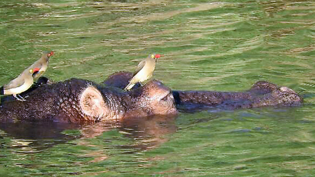 Birds land on Hippo's head to drink water