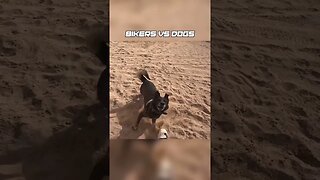 Biker got attacked by A WILD DOG!