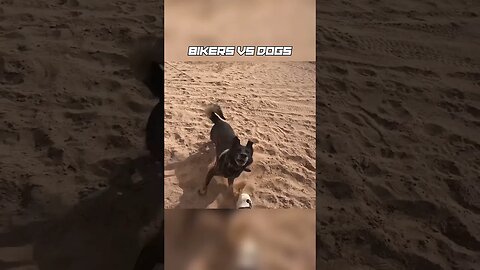 Biker got attacked by A WILD DOG!